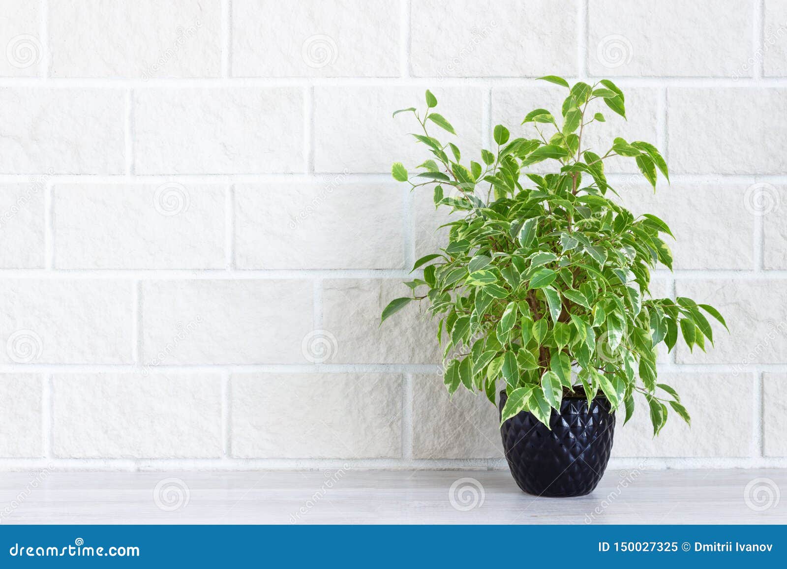 Belle Plante D'intérieur En Pot De Fleurs Blanc Isolé Sur Fond