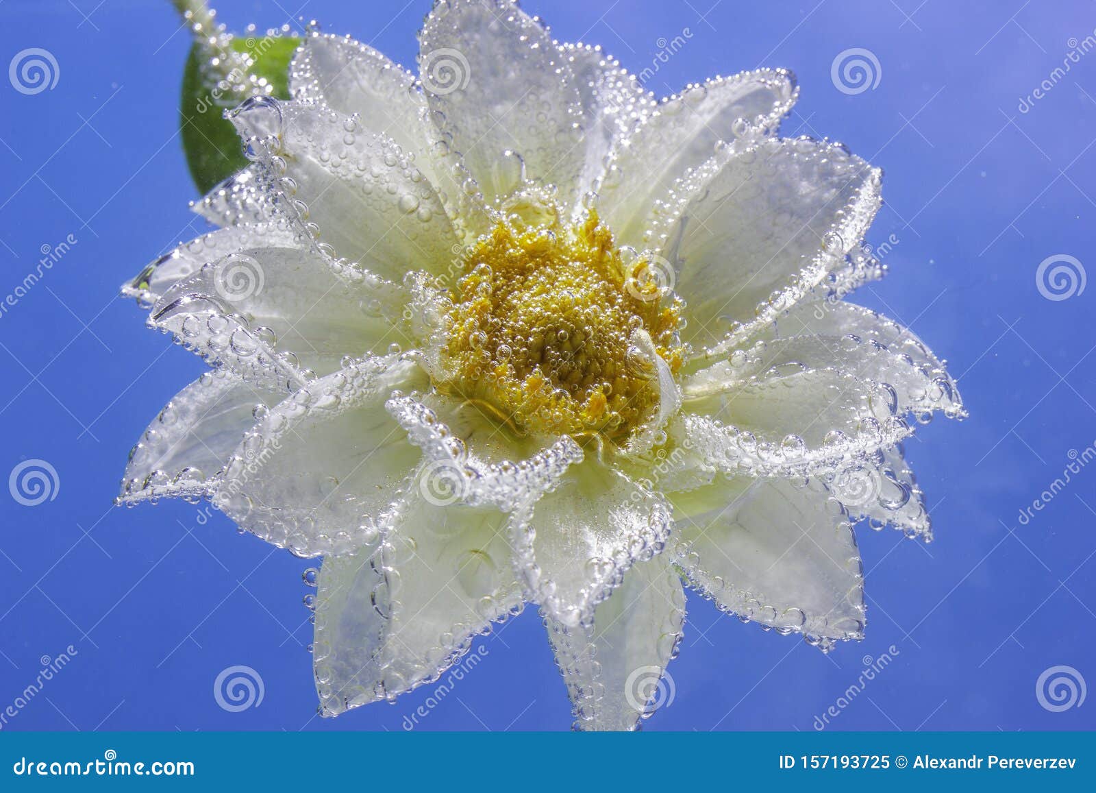 une fleur Martin du 16 Janvier trouvée Martine D%C3%A9licate-fleur-de-chrysanth%C3%A8me-blanc-sous-l-eau-recouverte-bulles-blanche-macro-157193725