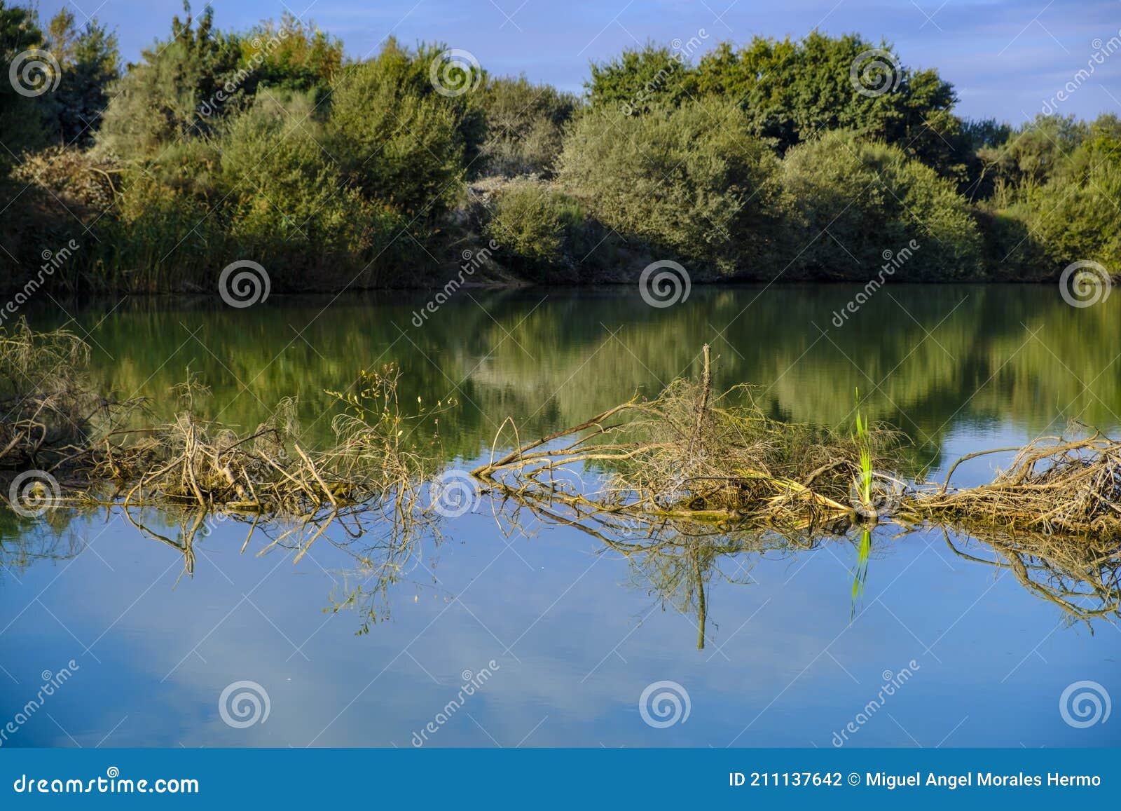 Détail De La Lagune D'antela En Galice Espagne Photo stock - Image du  tranquille, étang: 211137642