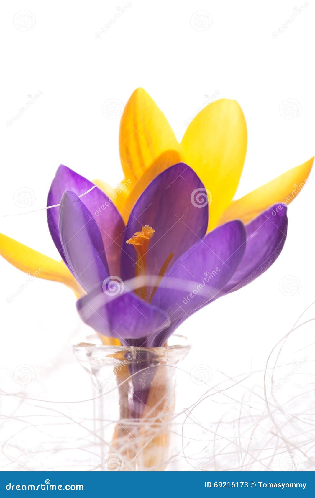 Détail De Pistil Du Crocus Violet à Côté Du Jaune Un Image stock - Image du  décoratif, pétale: 69216173