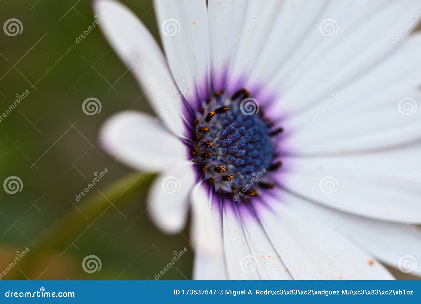 Détails De Fleur Blanche Avec La Corolle Bleue Image stock - Image du  pétale, nature: 173537647
