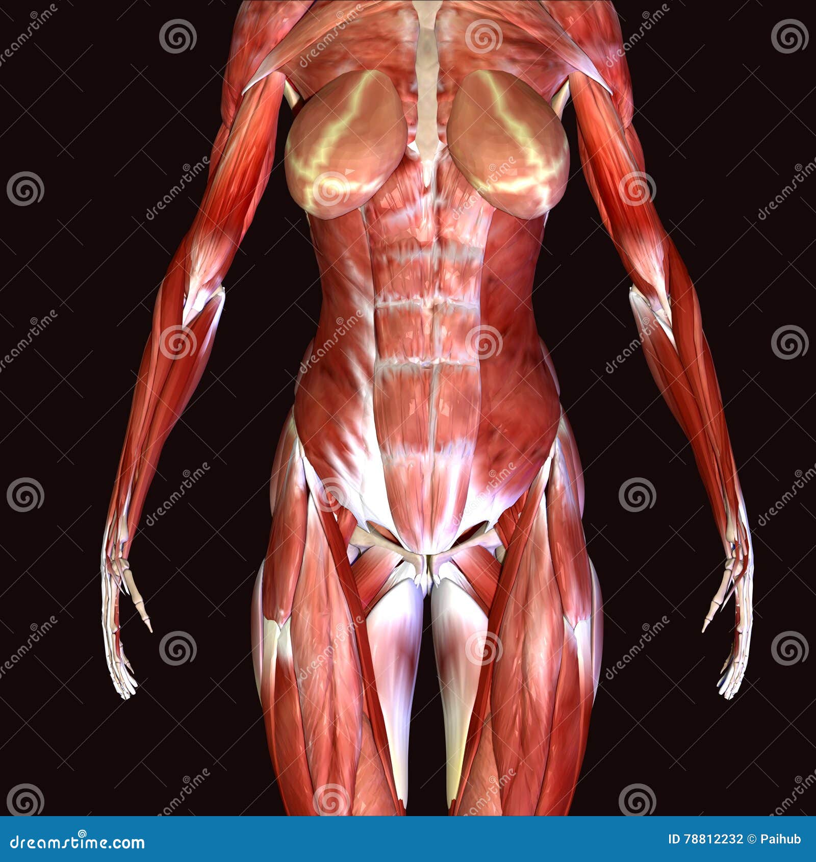 3d女性解剖学的例证库存例证 插画包括有 3d女性解剖学的例证库存例证 插画包括有