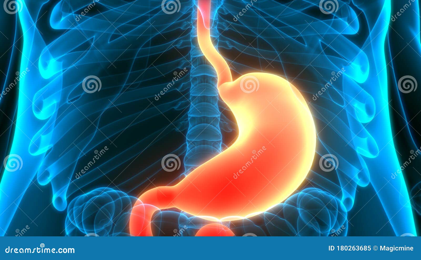 Human Internal Organs Digestive System Stomach Anatomy Stock ...