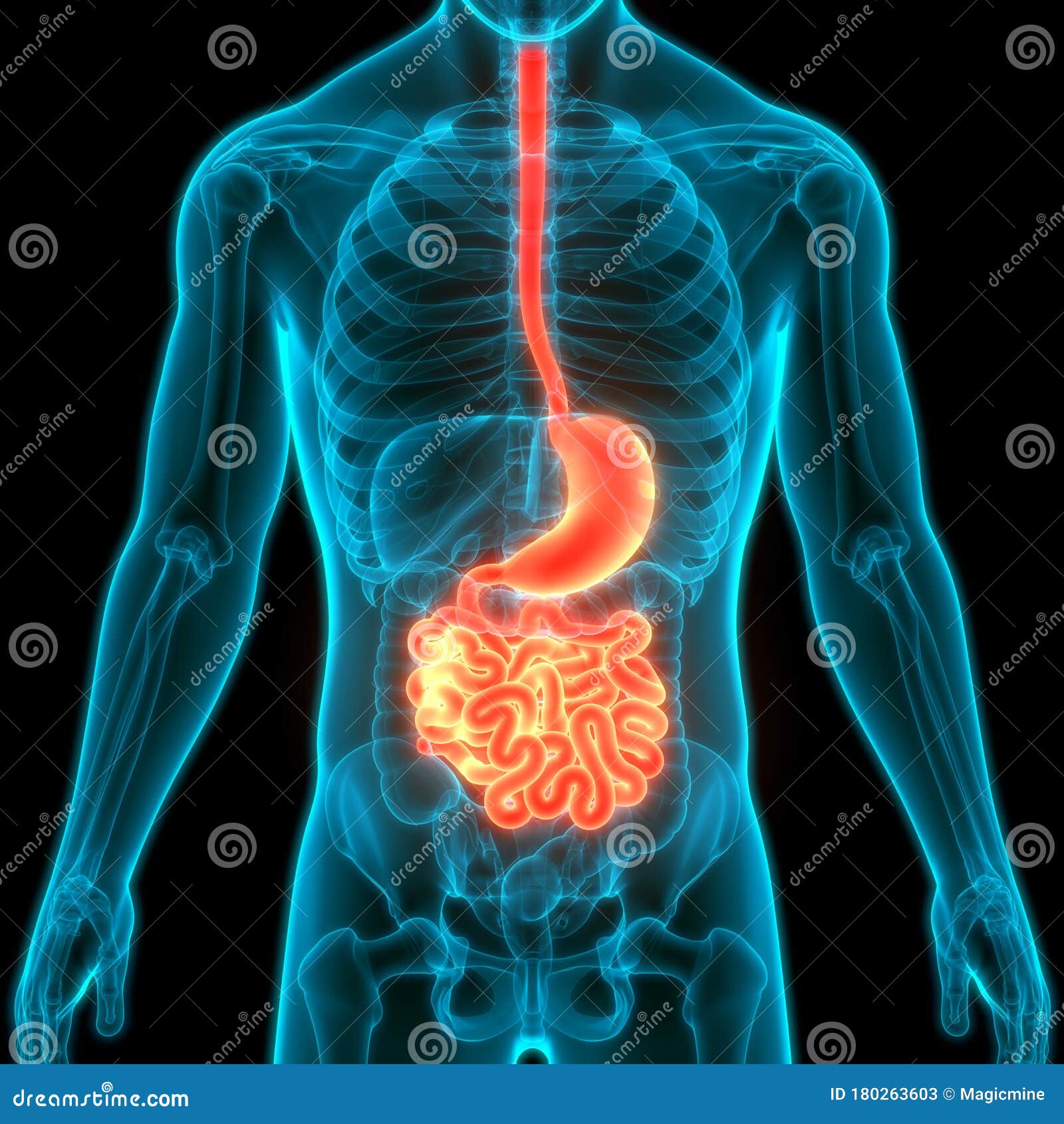 Human Internal Organs Digestive System Stomach with Small Intestine Anatomy  Stock Illustration - Illustration of appendix, bladder: 180263603
