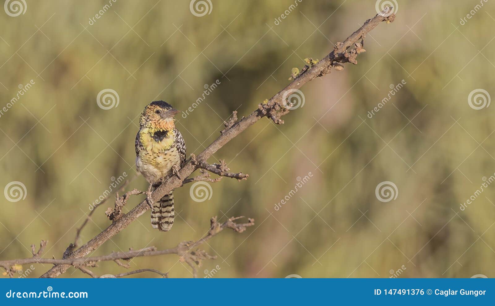 d`arnaud`s barbet on branch