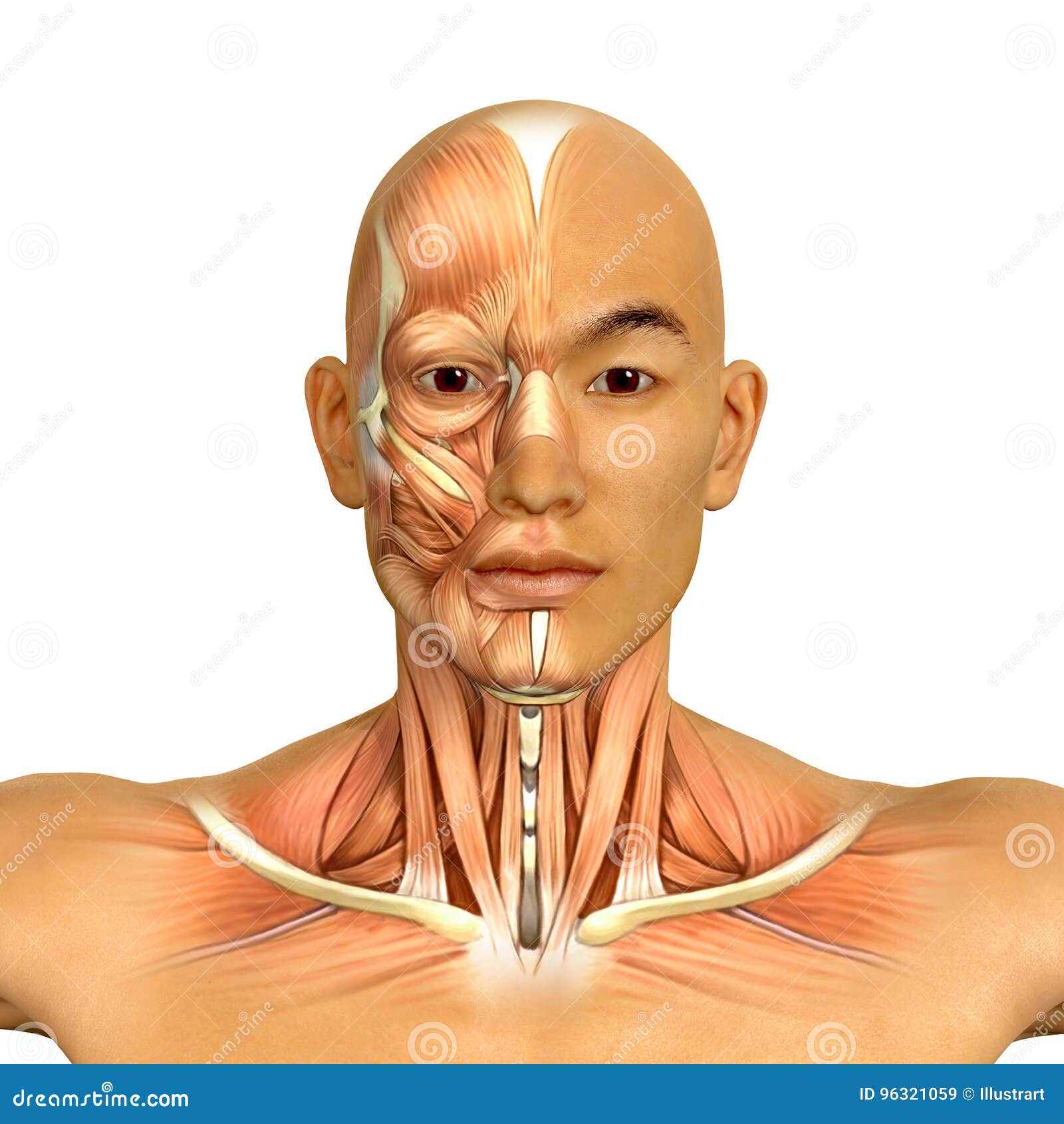 3d Asian Male Model Face And Neck Muscles Anatomy Royalty Free Stock