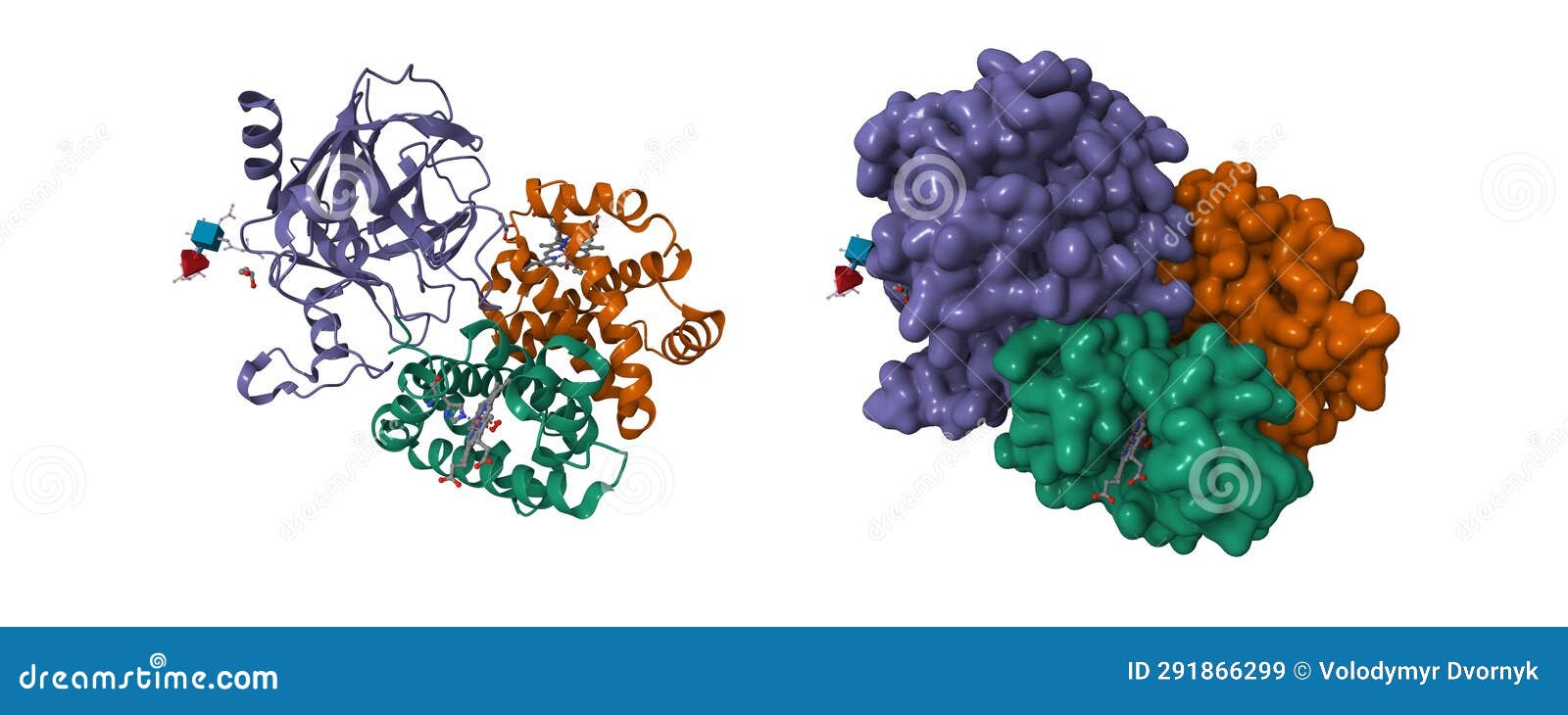 structure of human haptoglobin-haemoglobin complex