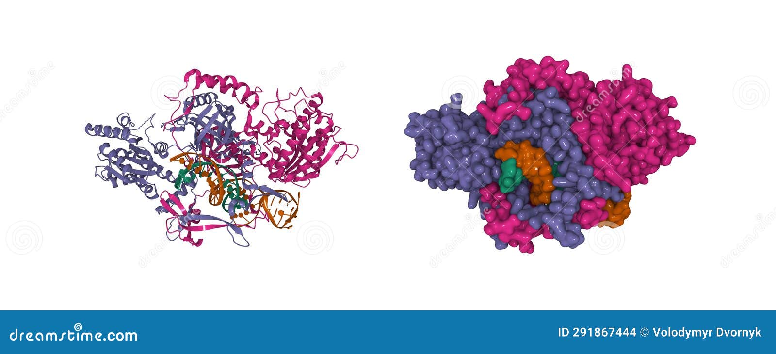 structure of the ku heterodimer bound to dna