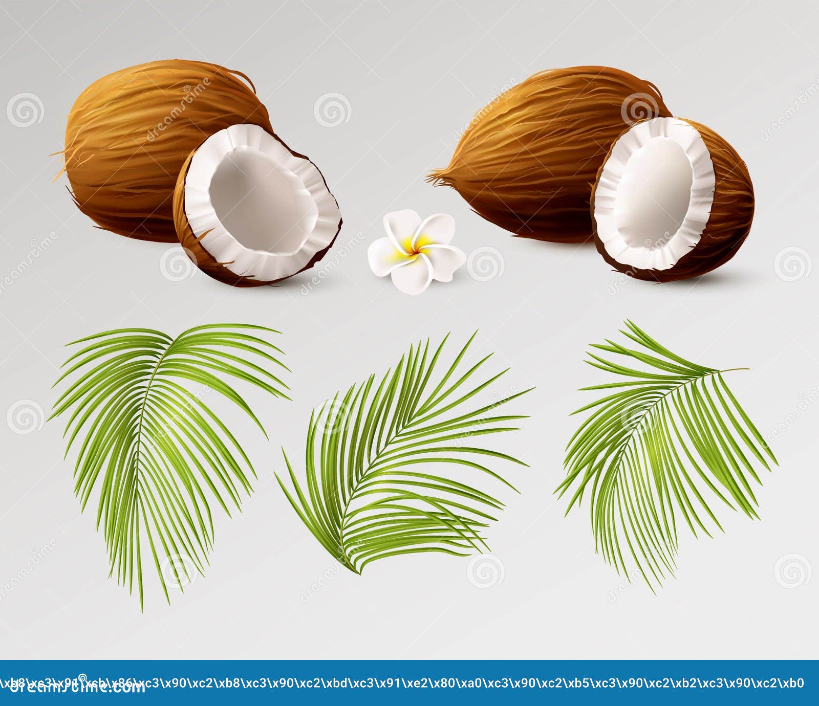 3d Coconut Realistic. Whole and Half Coco Different Side View, Palm ...