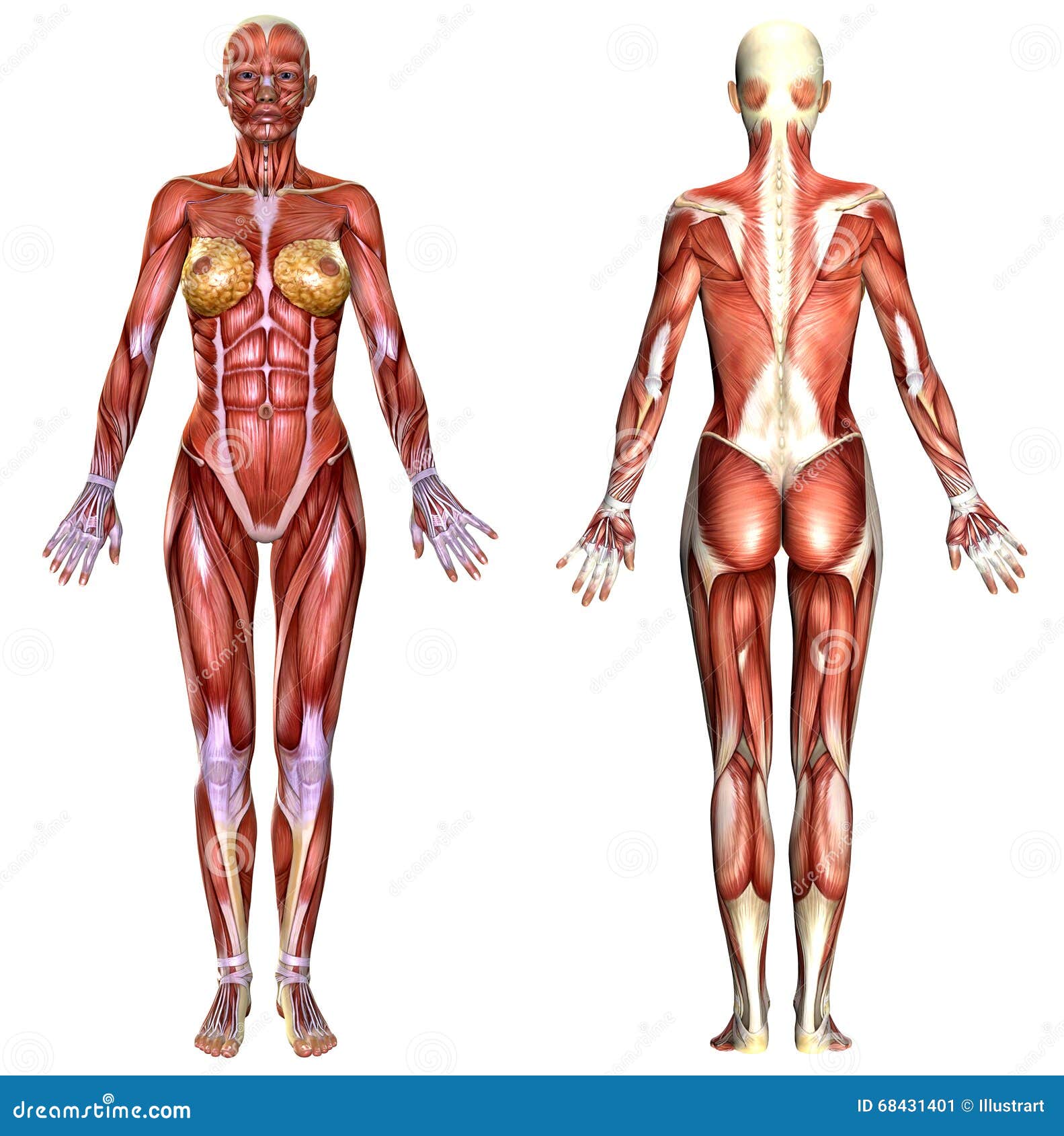 3D female body anatomy stock illustration. Illustration of posture -  68431401