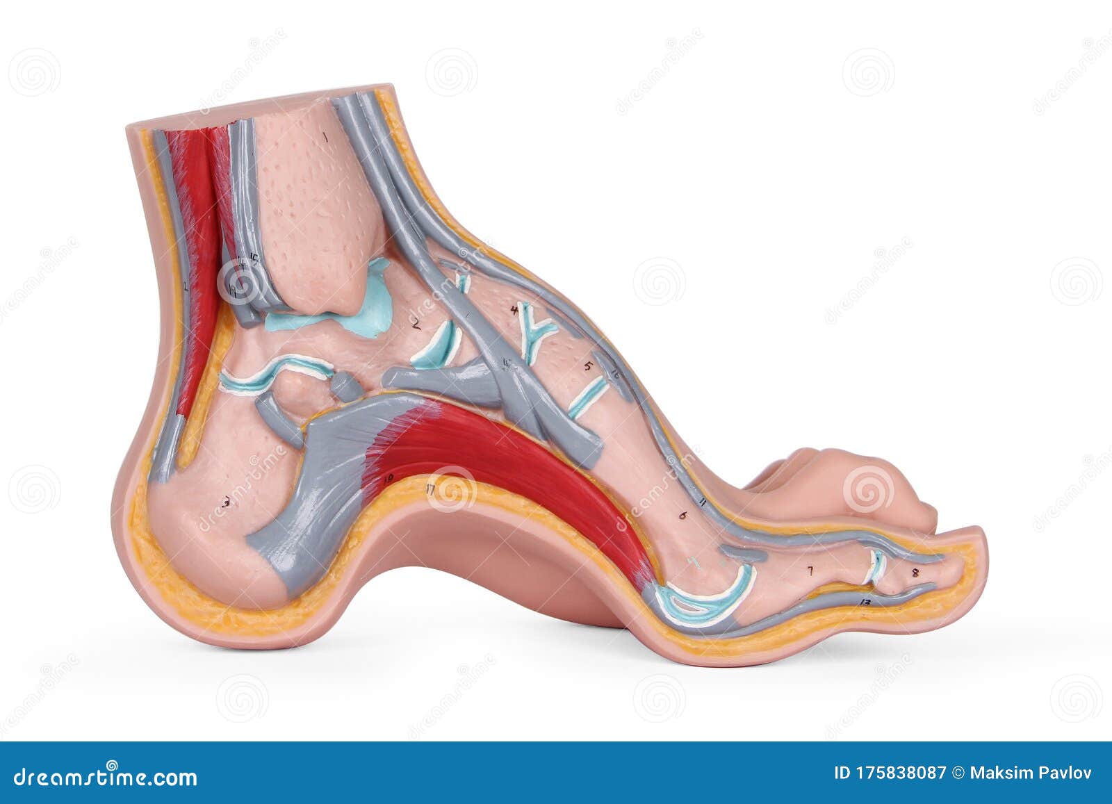 Bones Of The Lower Extremities Shin Foot Hip 3d Human Muscle Feet Anatomy Foot Biology Stock Image Image Of Muscles Circulatory 175838087