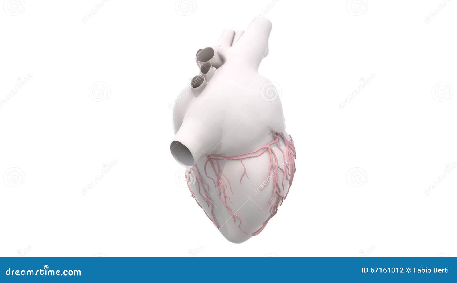 3d Human Heart Organ Rotation Stock Footage - Video of animation, stress:  67161312