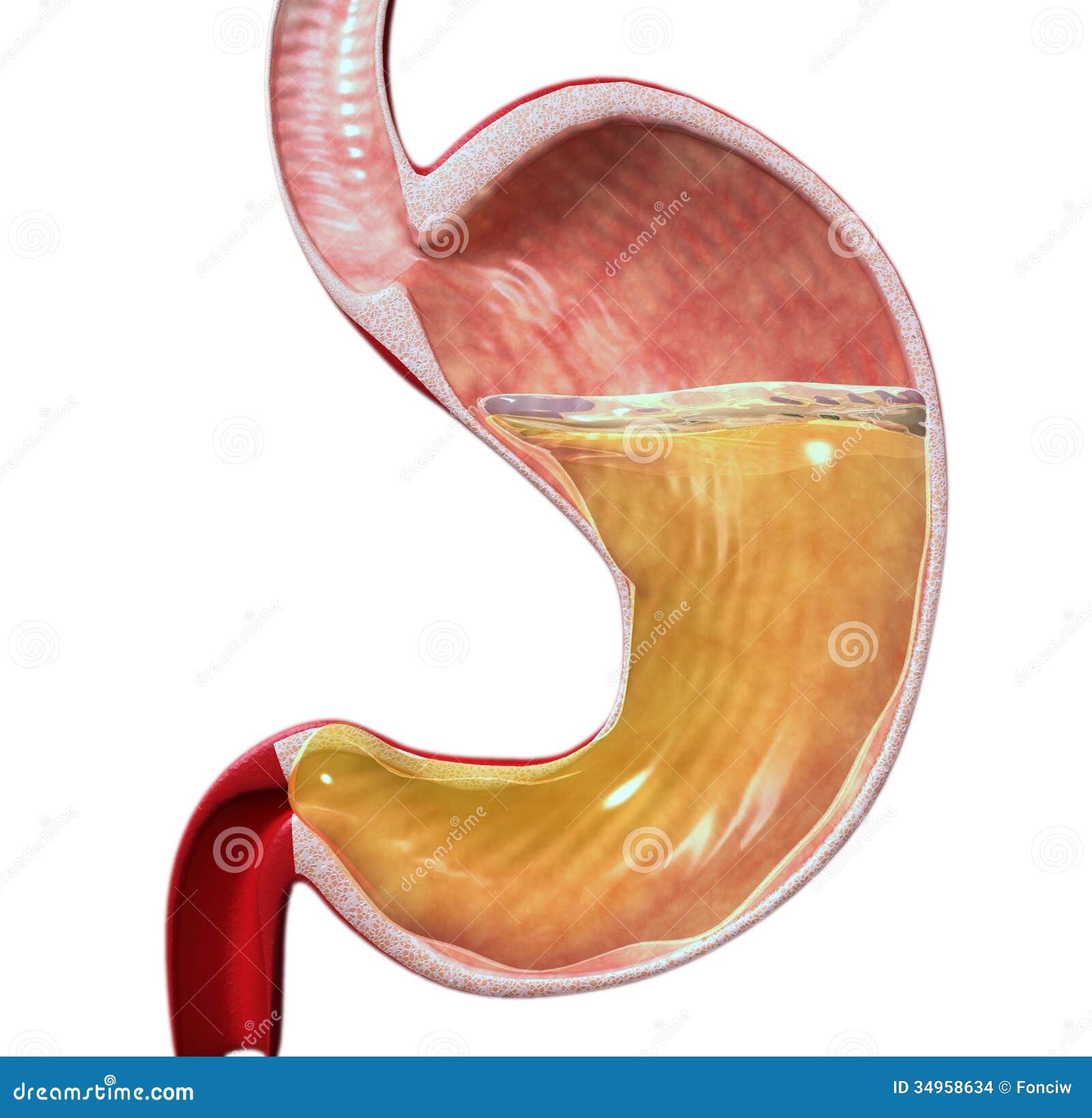 3d human stomach