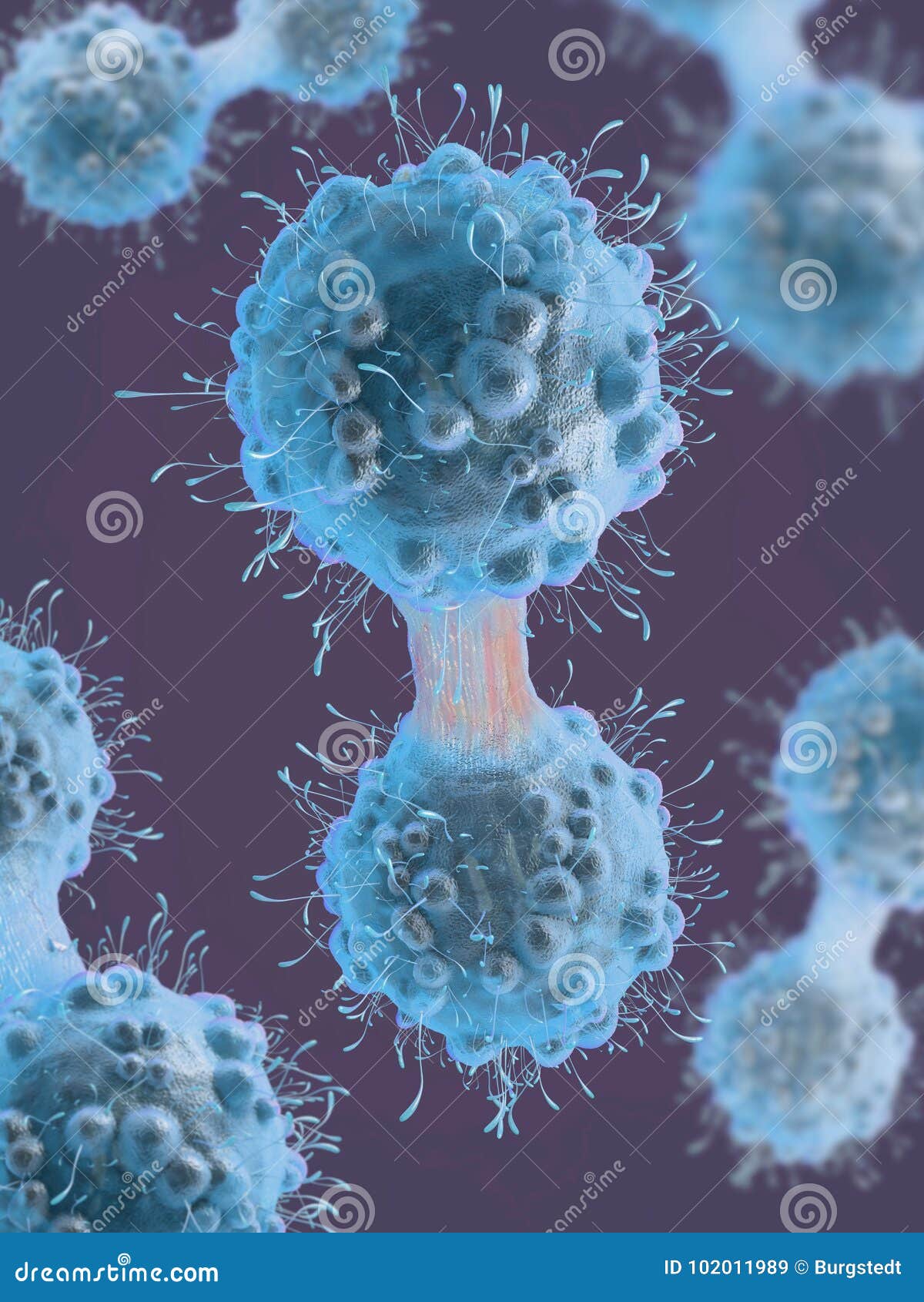 Cancer Cell in the Process of Mitosis Stock Illustration Biology Diagrams
