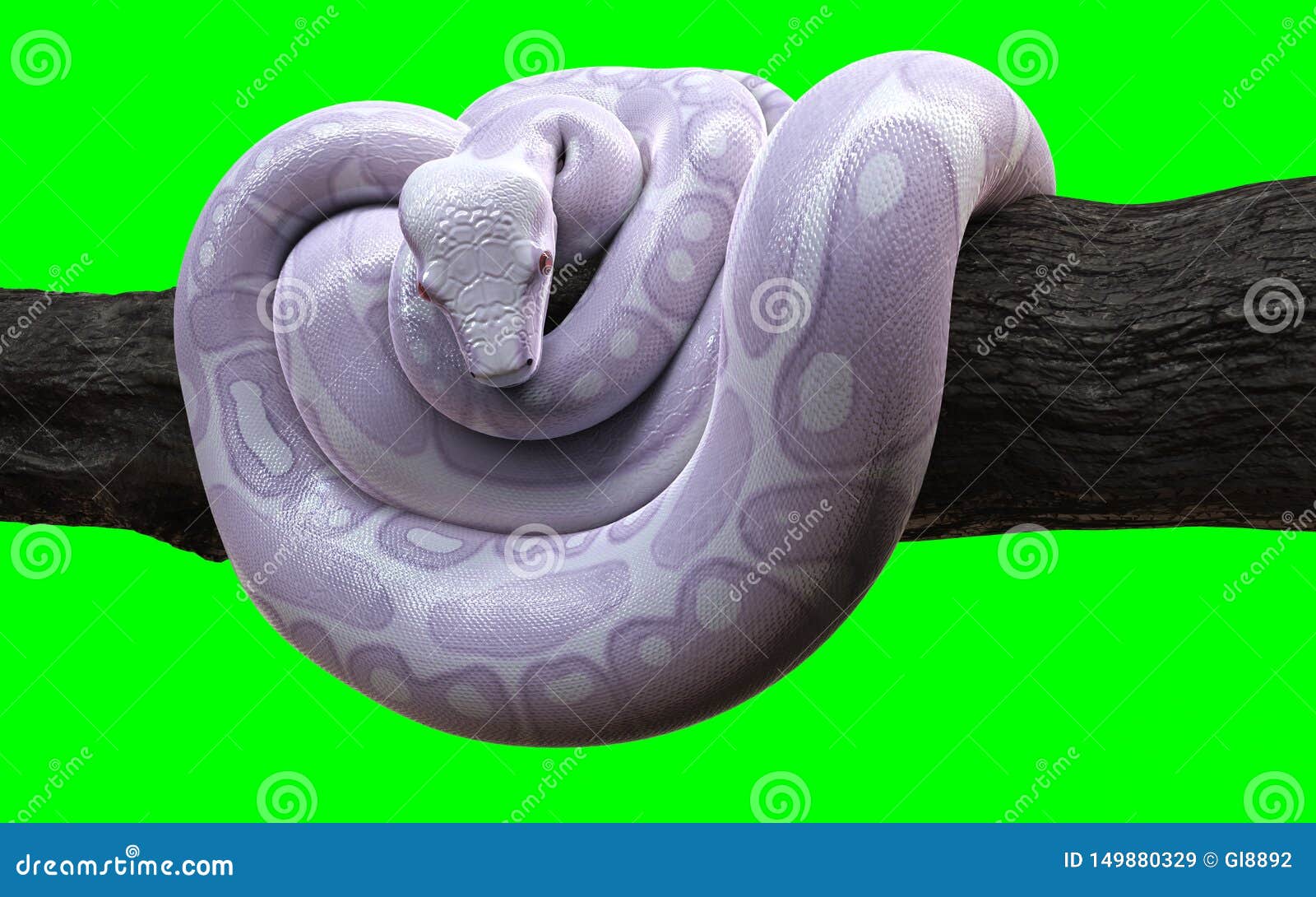 albino boa constrictor python albino boa constrictor python