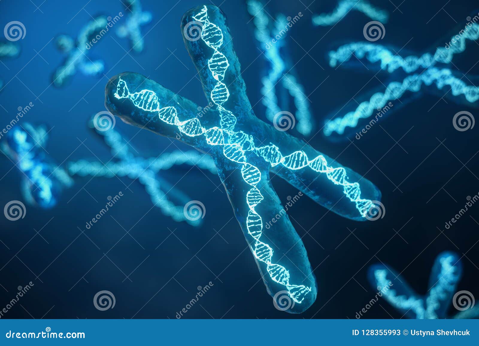3d Illustration Of X Chromosomes Stock Photo  Download Image Now   Chromosome DNA Biological Cell  iStock