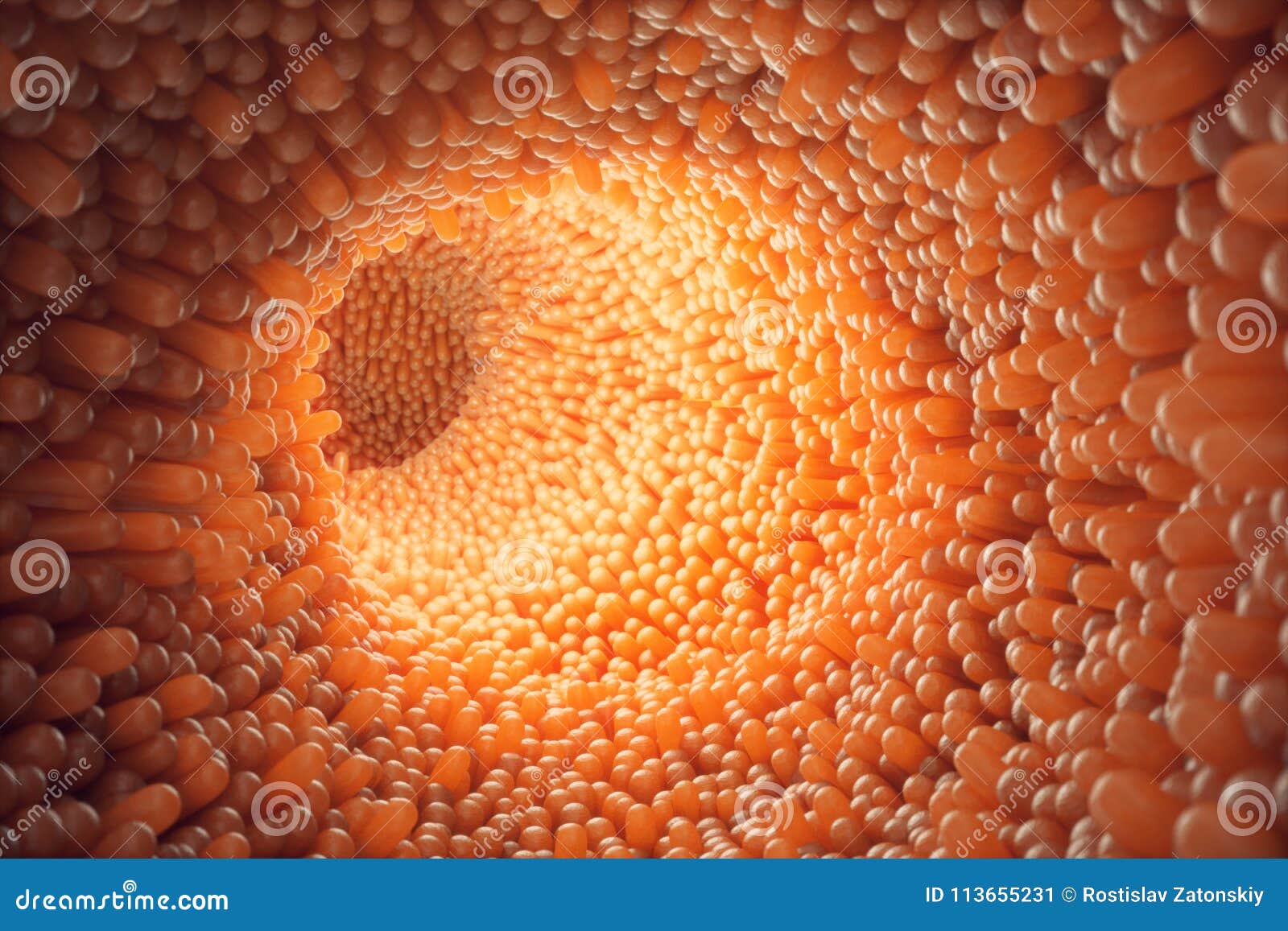3d  close-up intestinal villi. intestine lining. microscopic villi and capillary. human intestine. concept