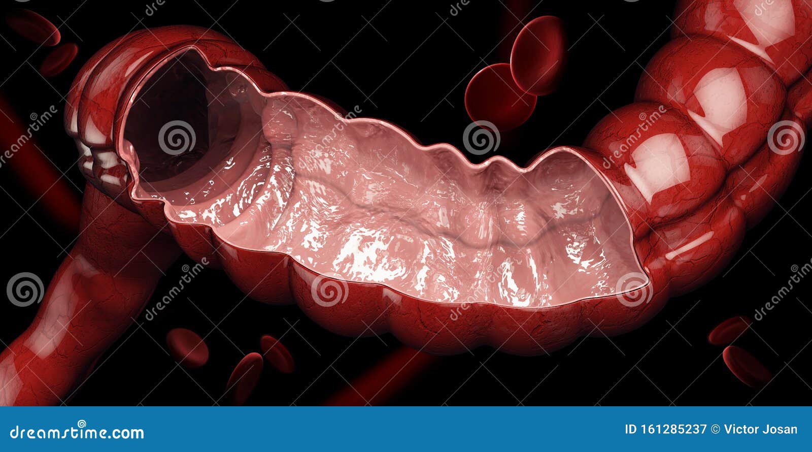colon human intestine digestive system anatomy 3d illustration isolated icon
