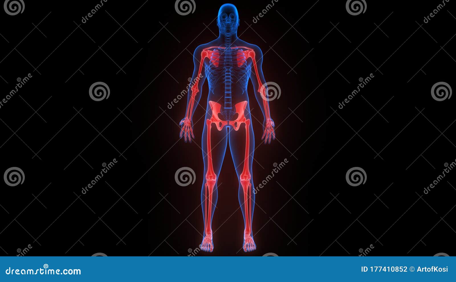 Appendicular Skeleton Of Human Skeleton System Anatomy Stock Photo ... Biology Diagrams