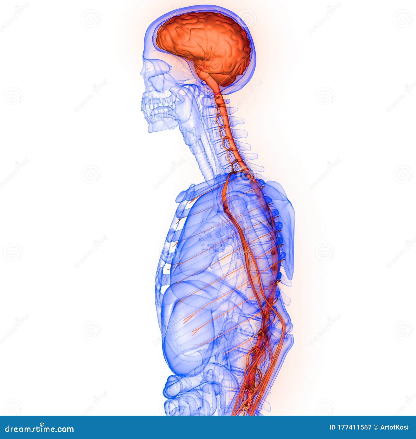 Brain A Part Of Human Central Nervous System Anatomy 3d Rendering Stock Illustration Illustration Of Head Isolated 177411567