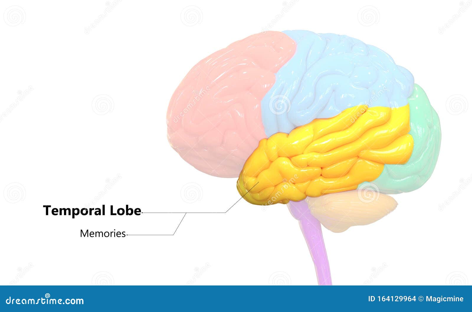 central organ of human nervous system brain lobes temporal lobe anatomy