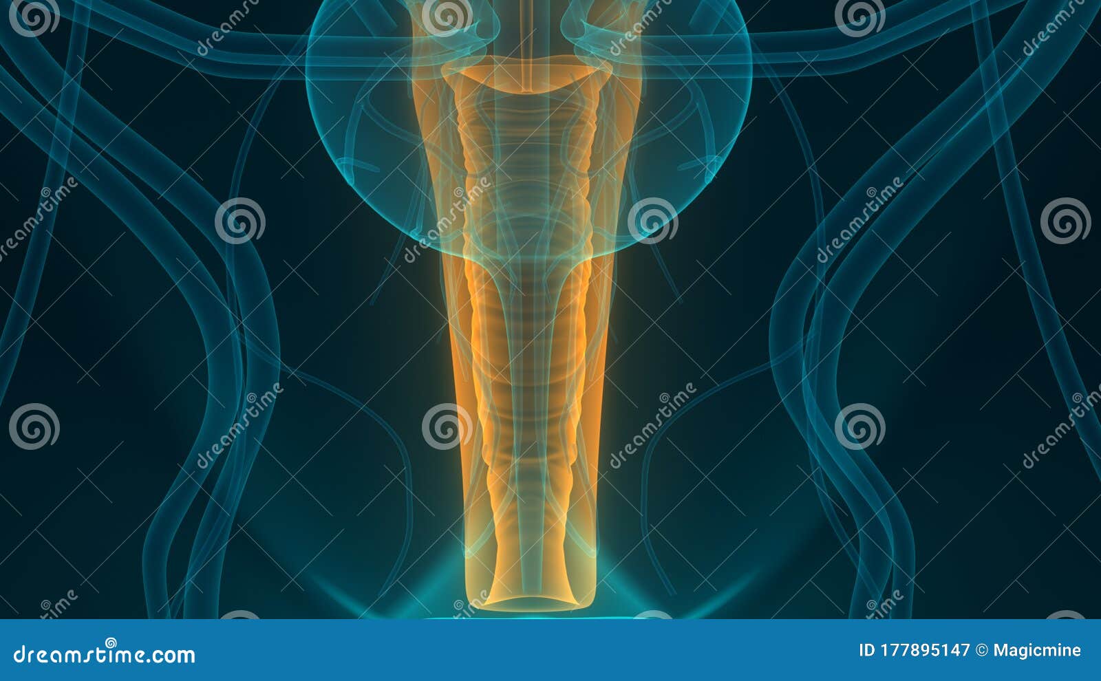 Female Internal Organs Reproductive System Anatomy Stock Illustration - Illustration of healthy ...