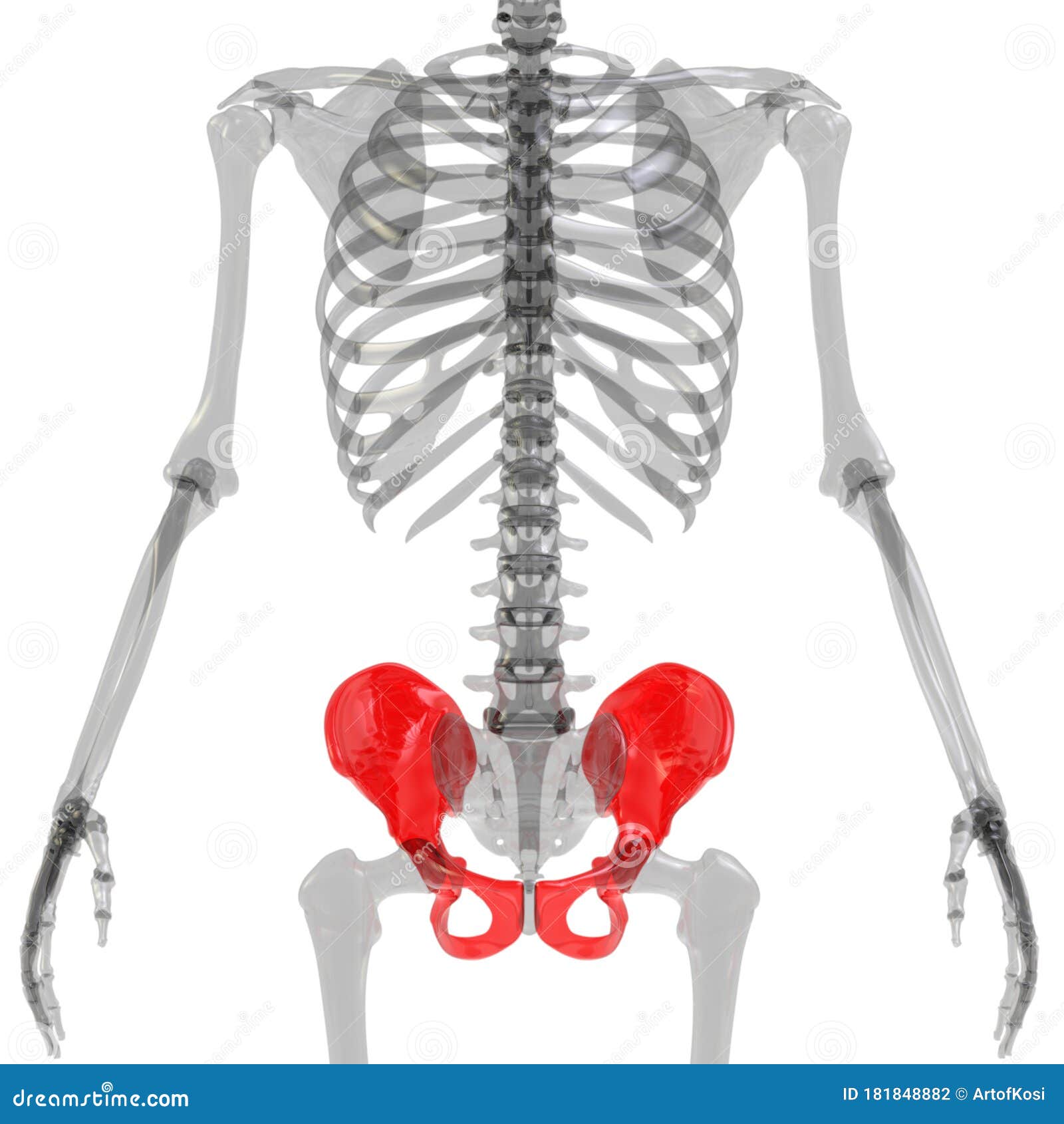 Hip Bone Joints Of Human Skeleton System Anatomy 3d Rendering Stock