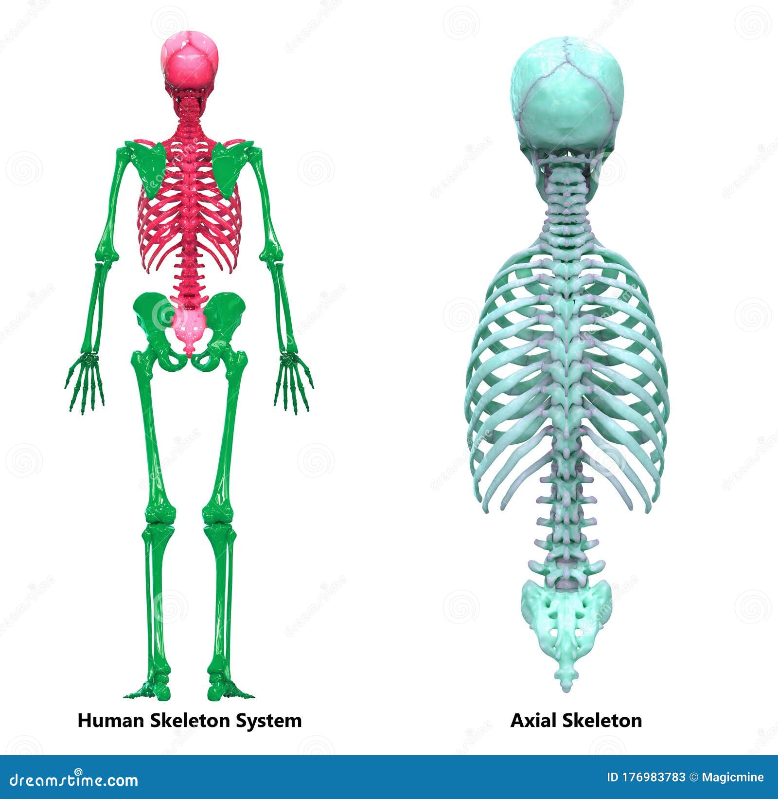 Human Skeleton System Axial Skeleton Anatomy Stock Illustration 