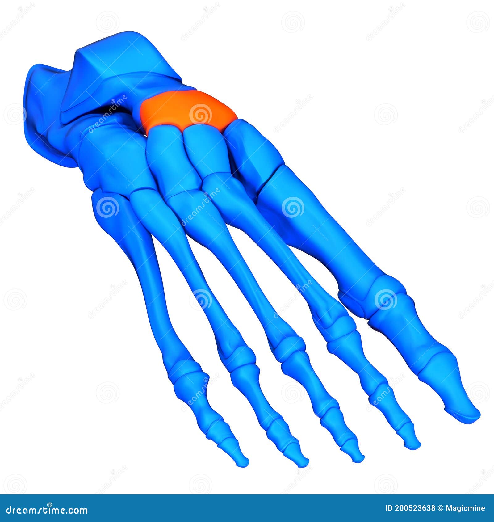Human Skeleton System Foot Bone Joints Navicular Bone Anatomy Stock