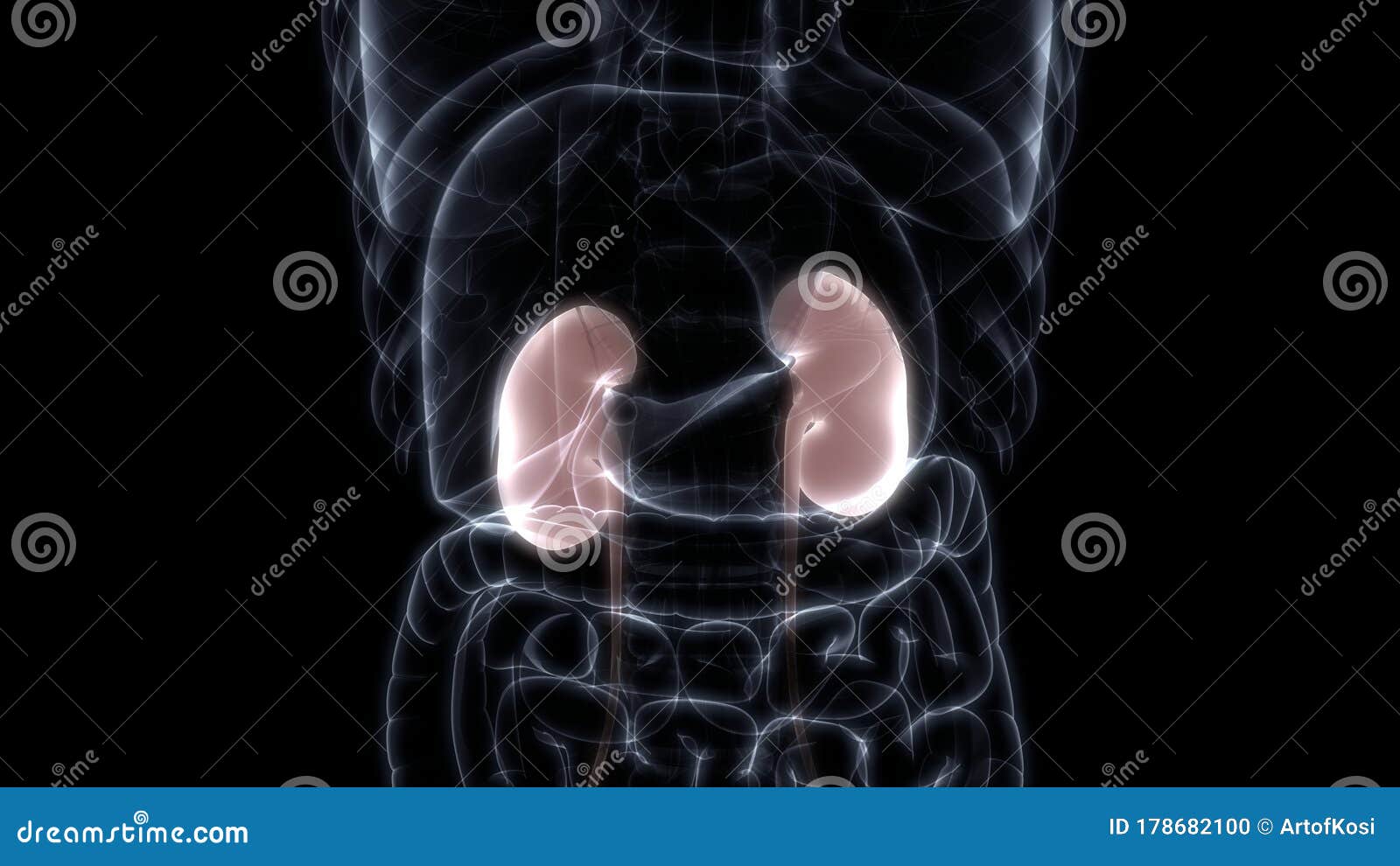 Human Urinary System Anatomy Xray 3D Rendering Stock Illustration