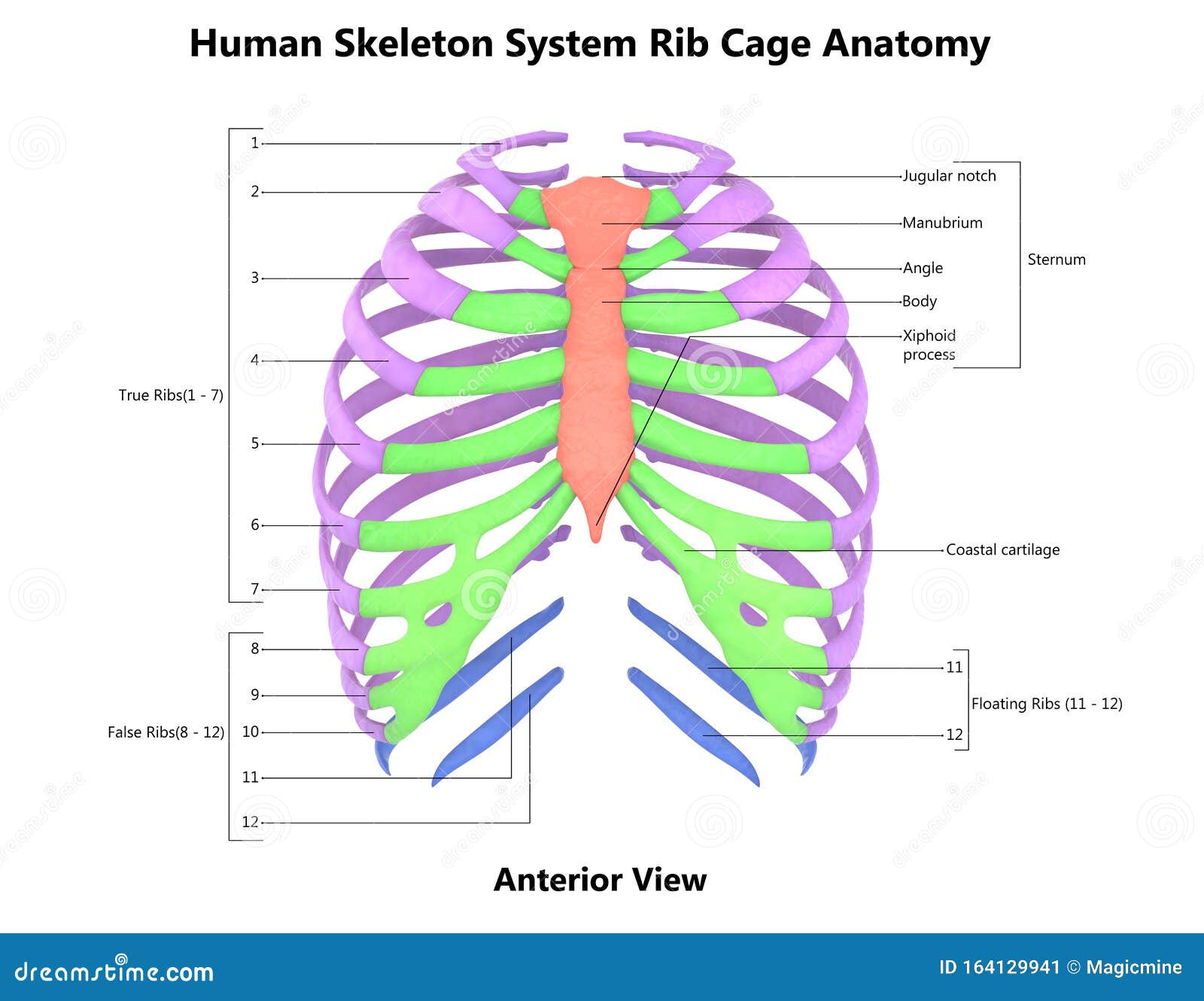 Rib Cage Of Human Skeleton System Anatomy Stock Photo | CartoonDealer