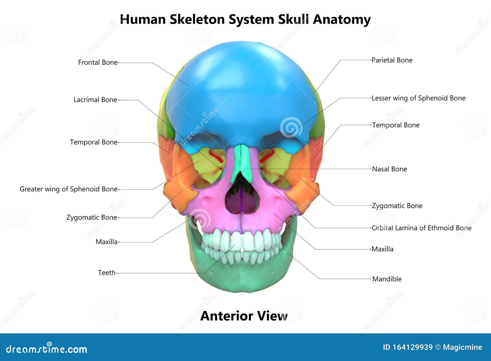 Skull Of Human Skeleton System Anatomy With Detailed Labels Anterior