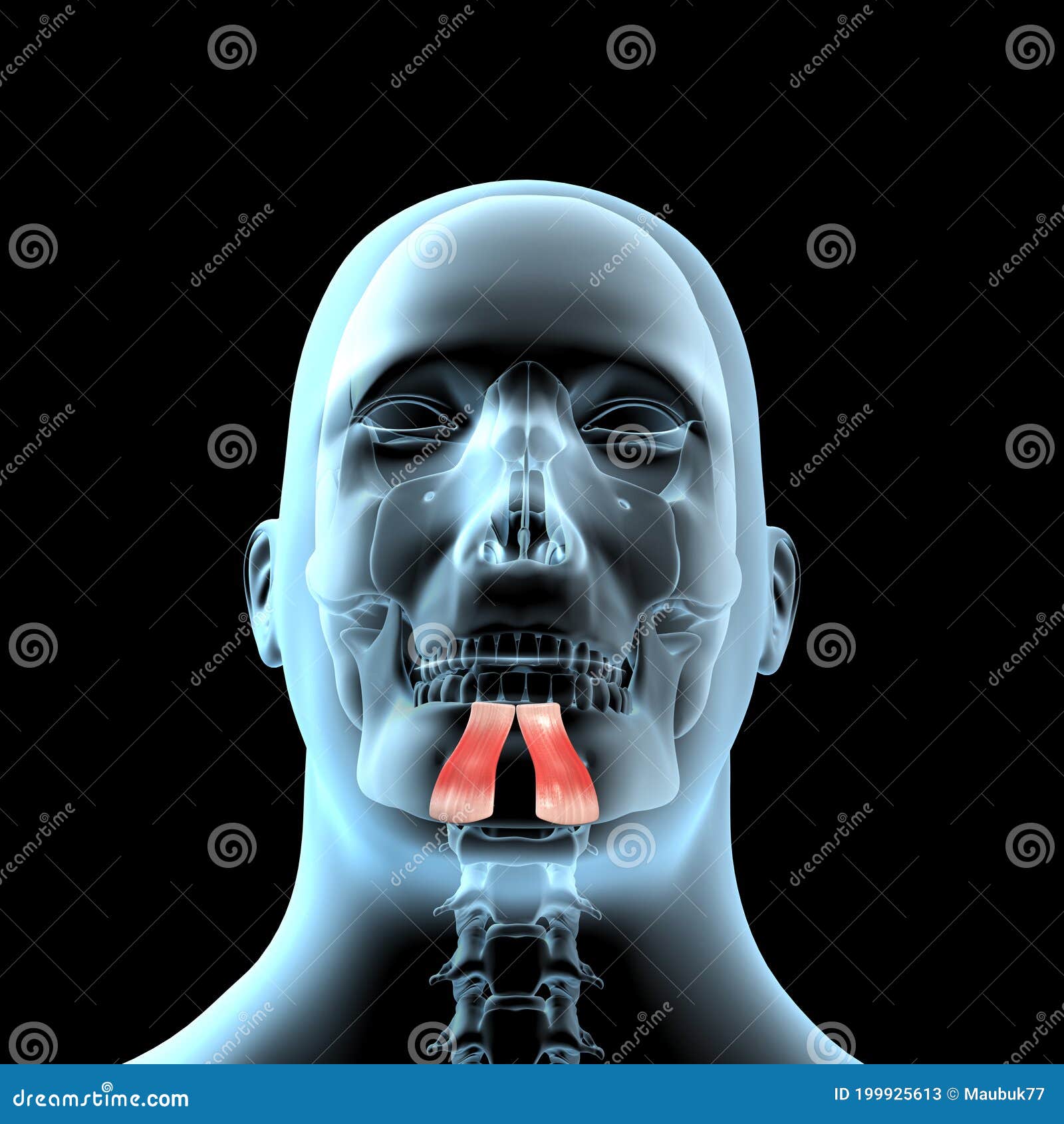 3d Illustration Of The Depressor Labii Inferioris Muscles Anatomical