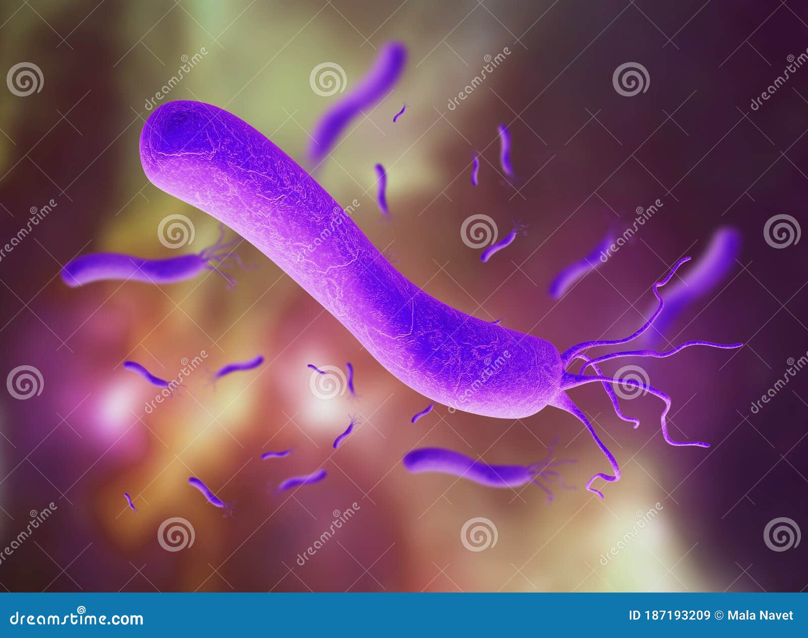 Spirilla Bacteria Diseases