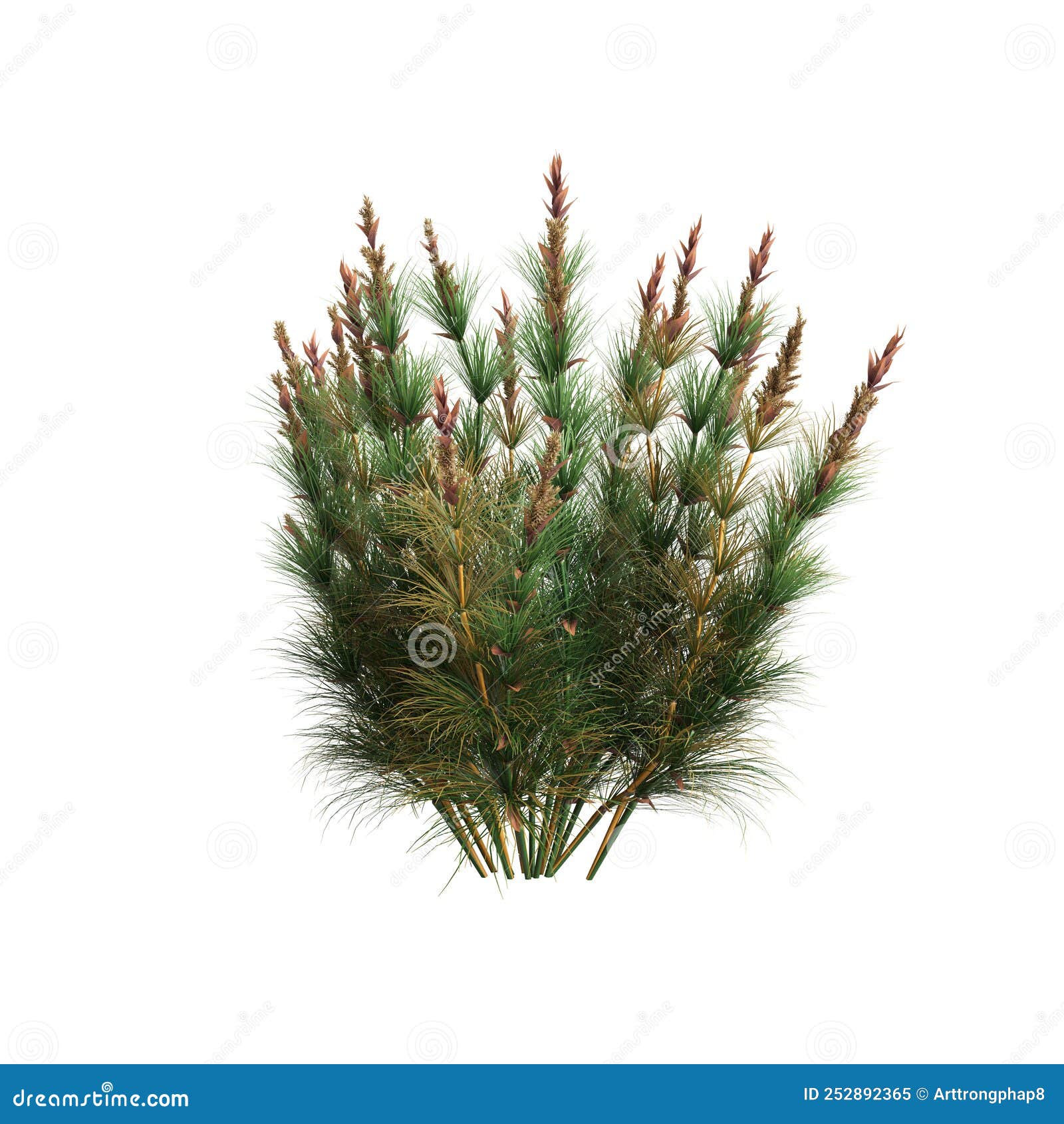 3d  of elegia capensis grass  on white background