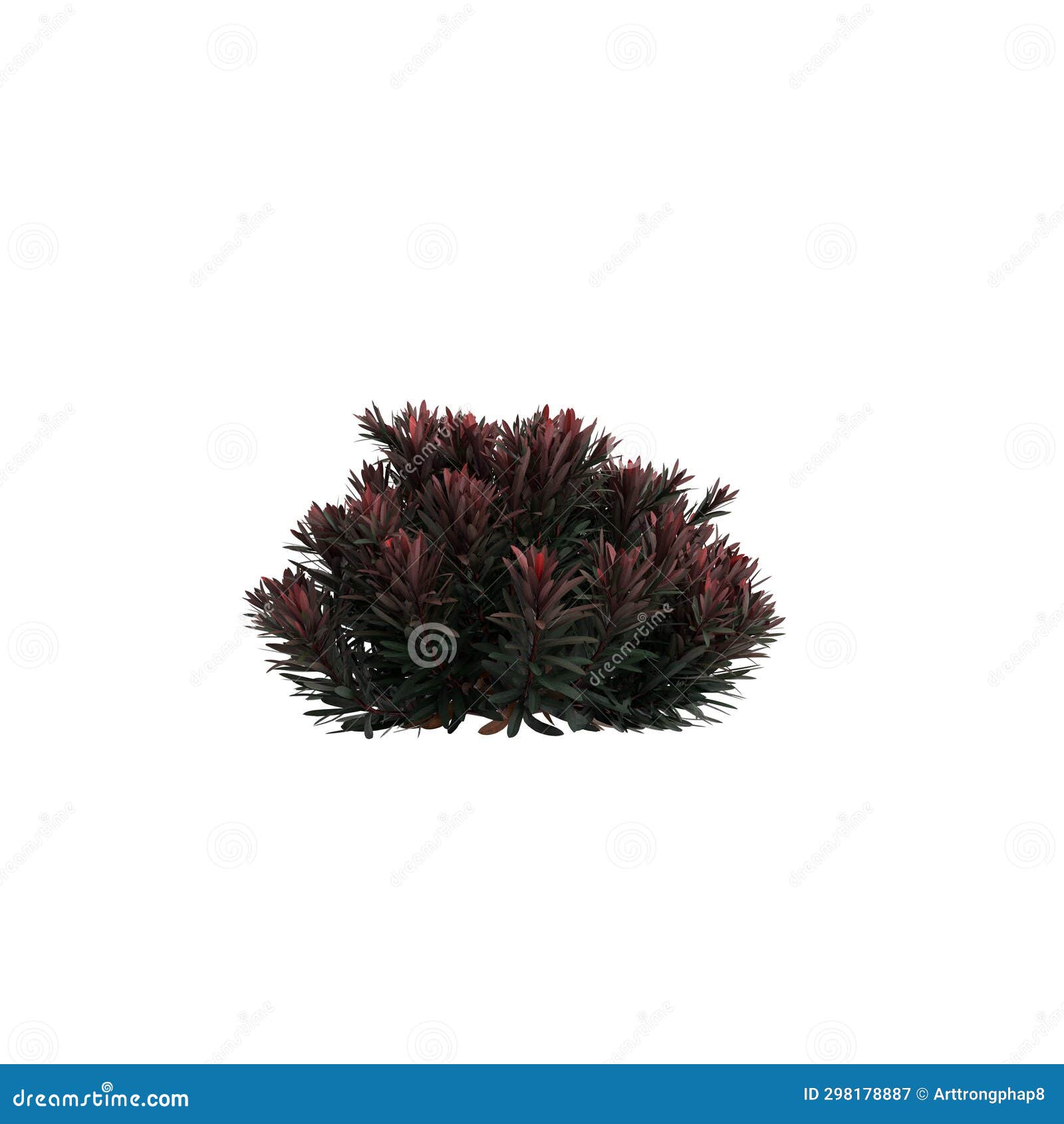 3d  of euphorbia blackbird bush  on white background