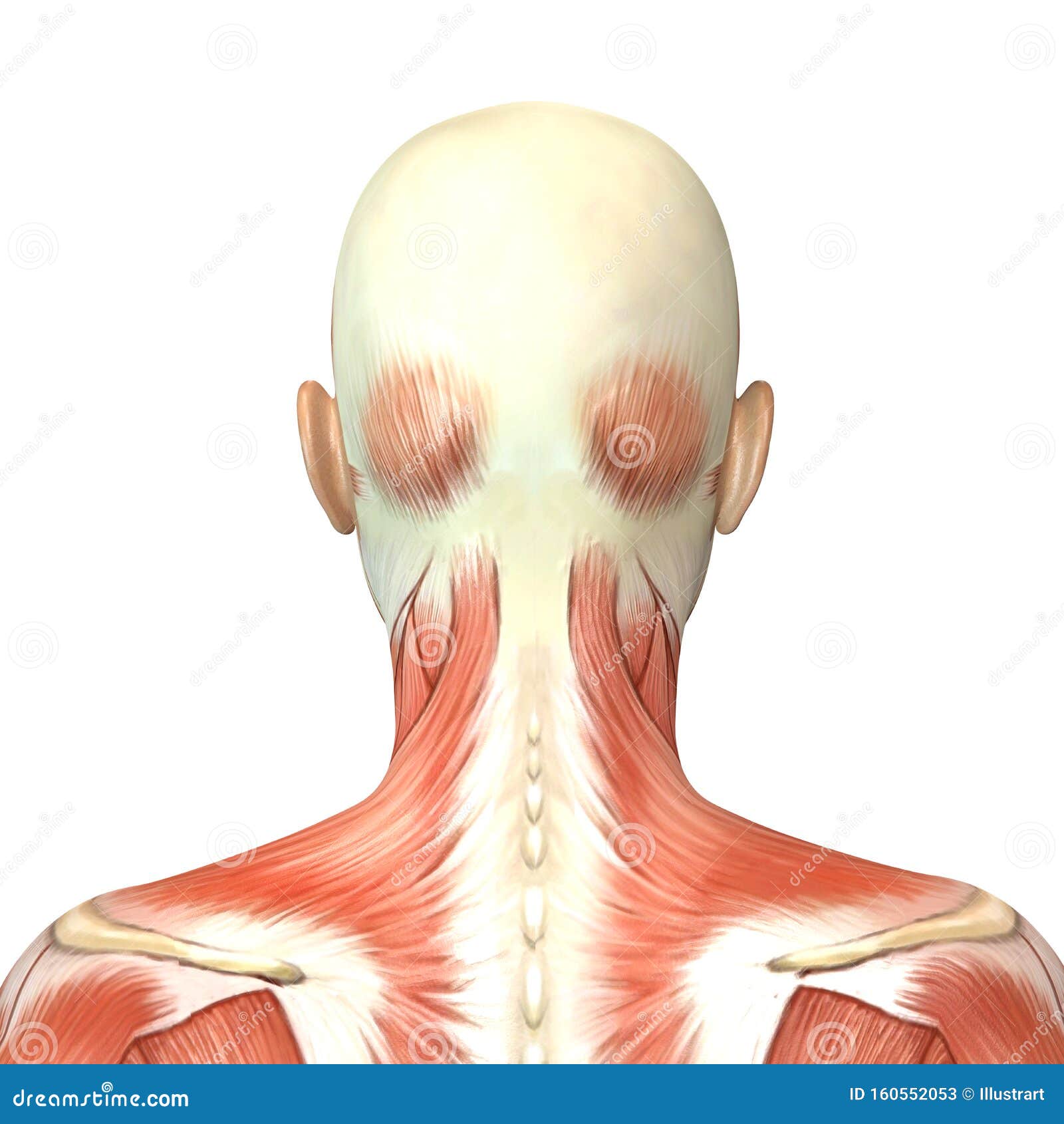 Illustration Female Genitals In A Section Stock Photo | CartoonDealer