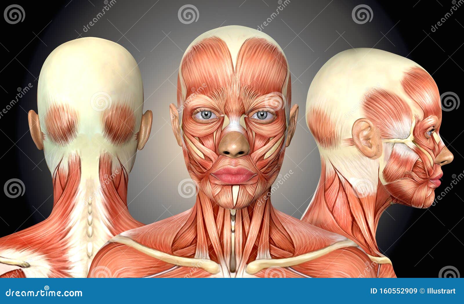 3d Illustration Of Female Head Muscles Anatomy With Front Back And Side View Stock Illustration Illustration Of Exercise Female