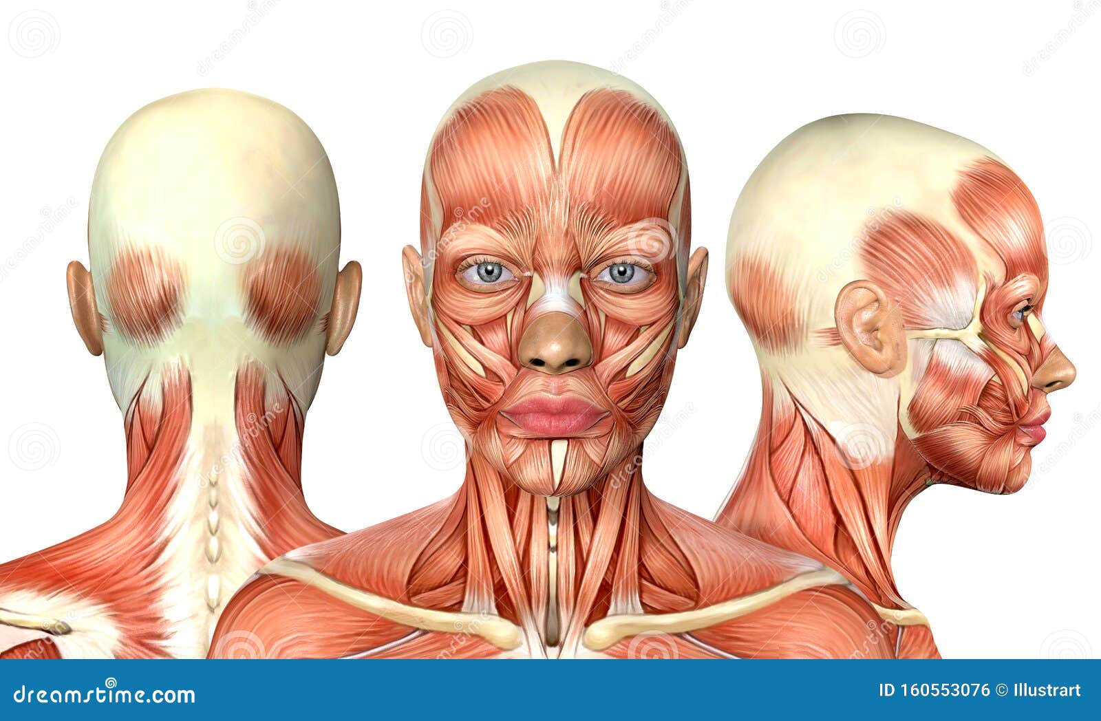 Head Anatomy Stock Illustrations 48 771 Head Anatomy Stock Illustrations Vectors Clipart Dreamstime