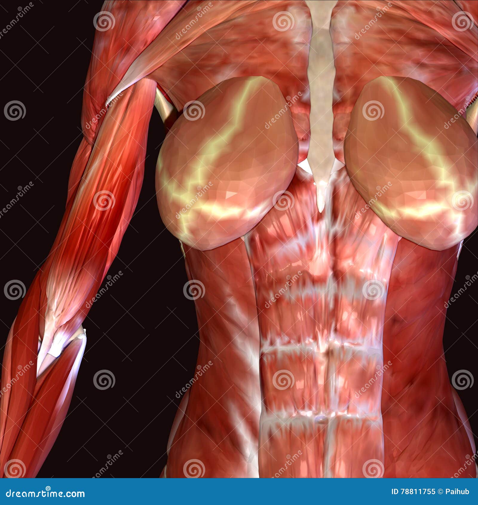 3d Illustration Female Human Body Stock Illustration - Illustration of