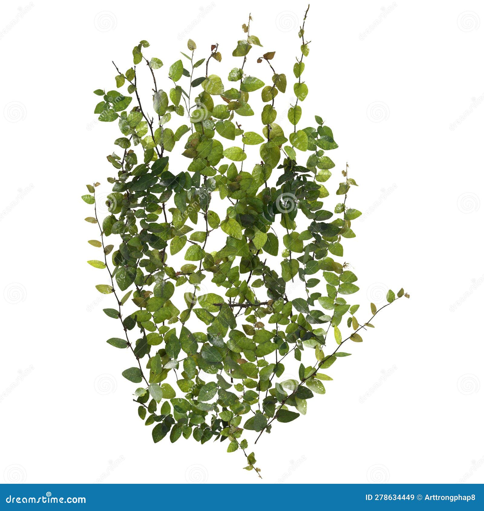 3d Illustration of Ficus Pumila Creeper Isolated on White Background ...