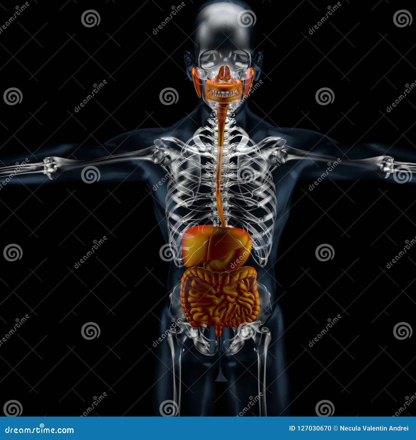 3d Illustration of Frontal Digestive System, X Ray Stock Illustration