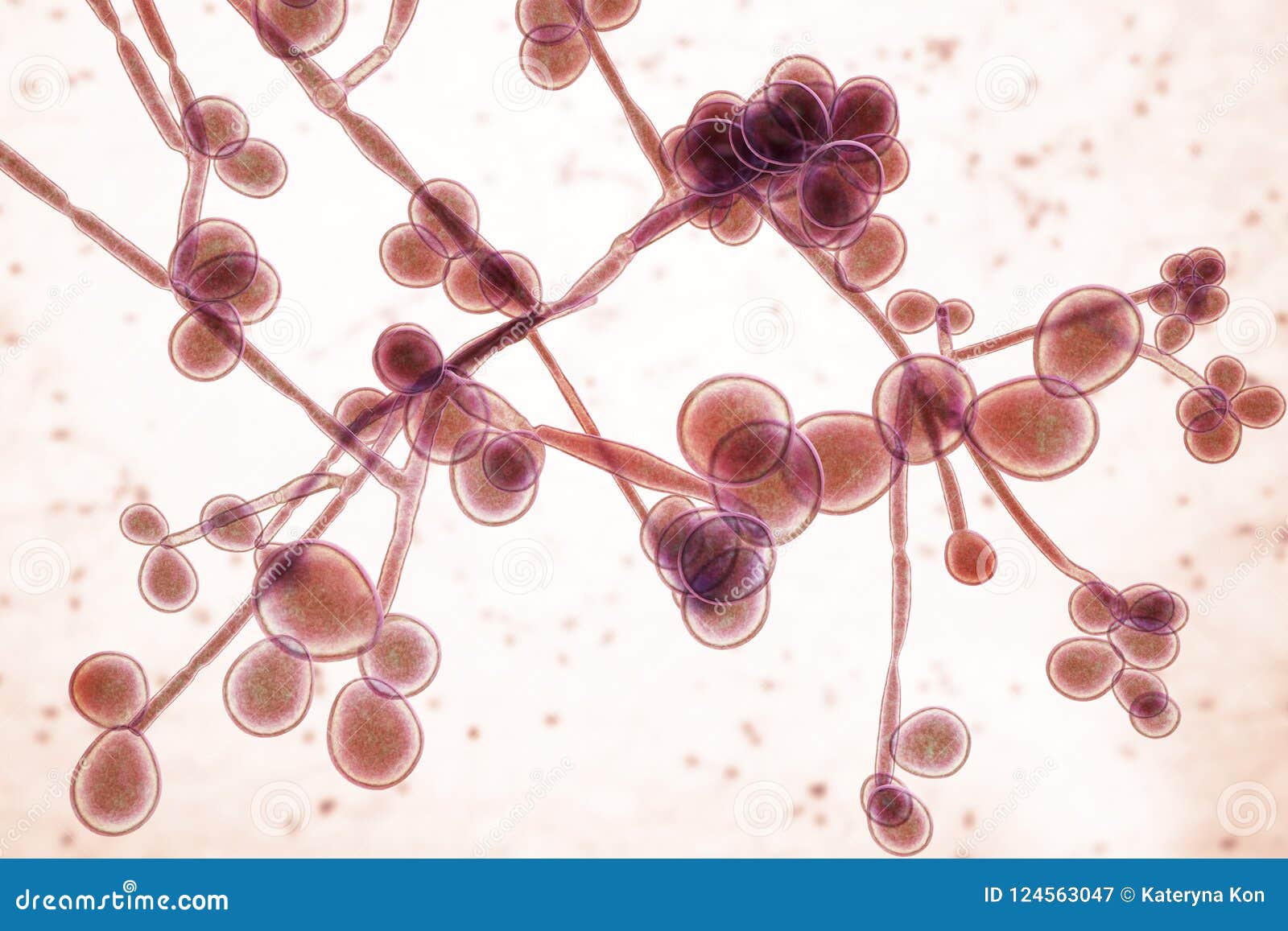 Fungi Candida Which Cause Candidiasis Thrush Stock Illustration