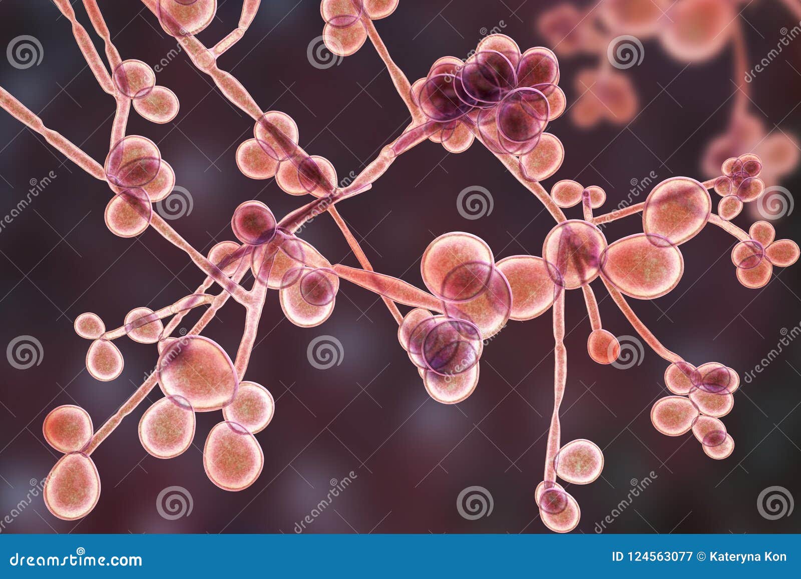 Fungi Candida Which Cause Candidiasis Thrush Stock Illustration