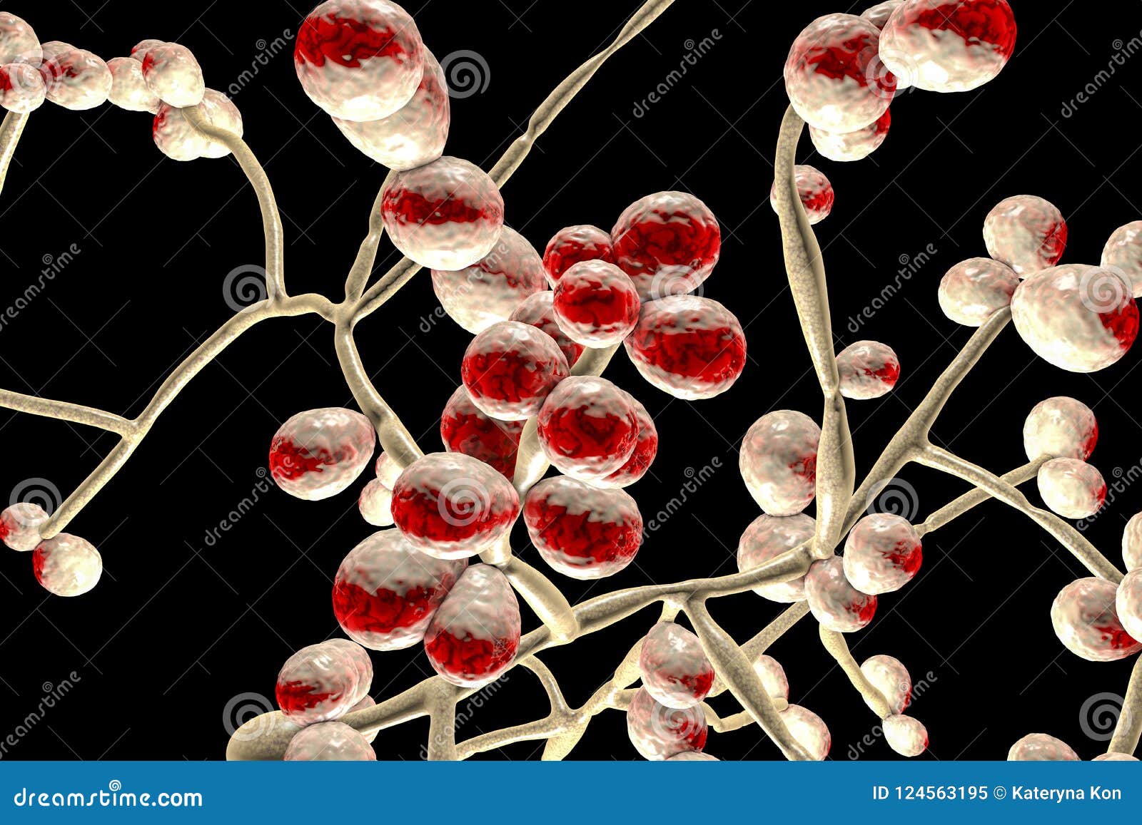 Fungi Candida Which Cause Candidiasis Thrush Stock Illustration