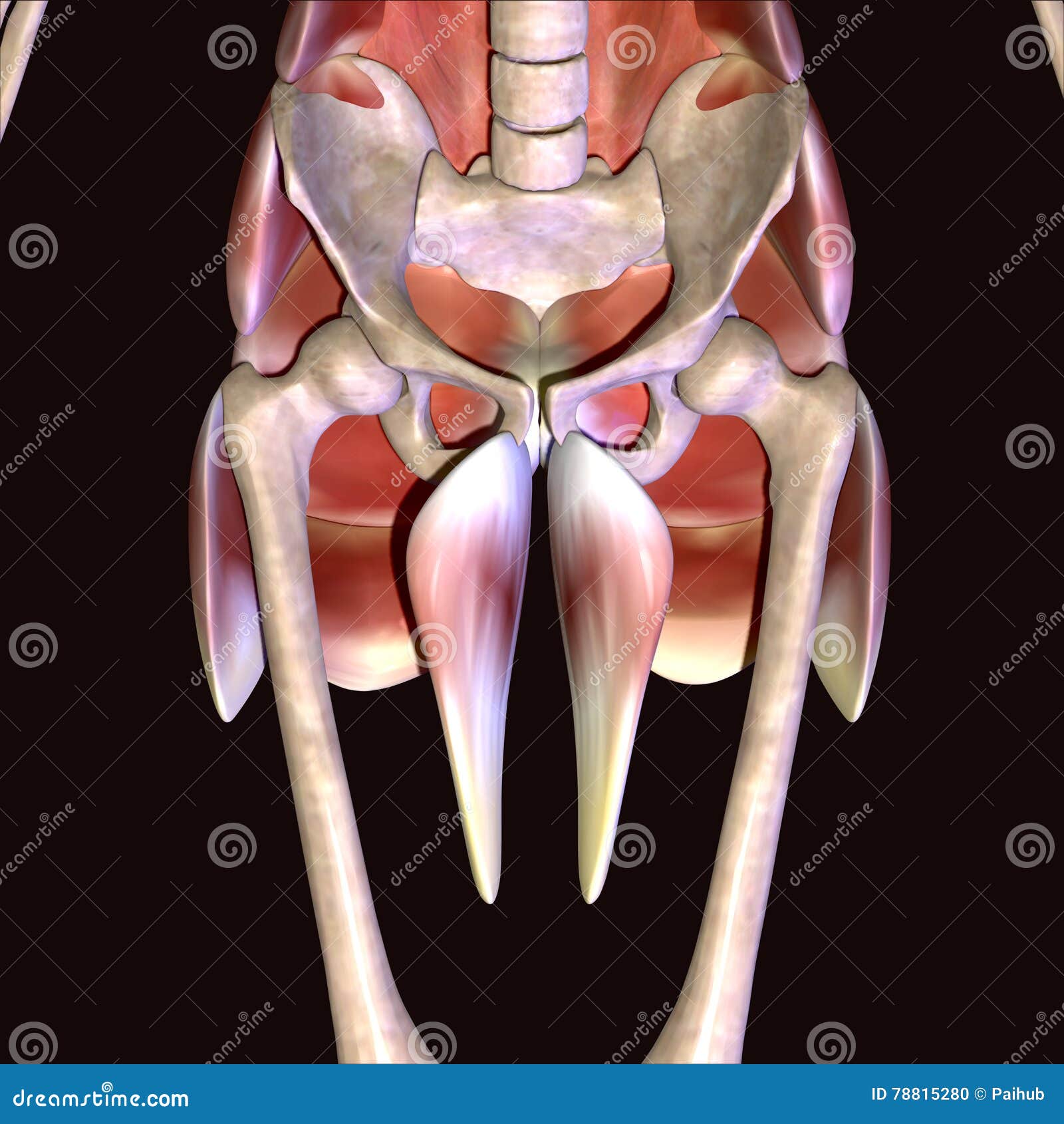 3d Illustration Of Human Body Hip Muscles Stock Illustration