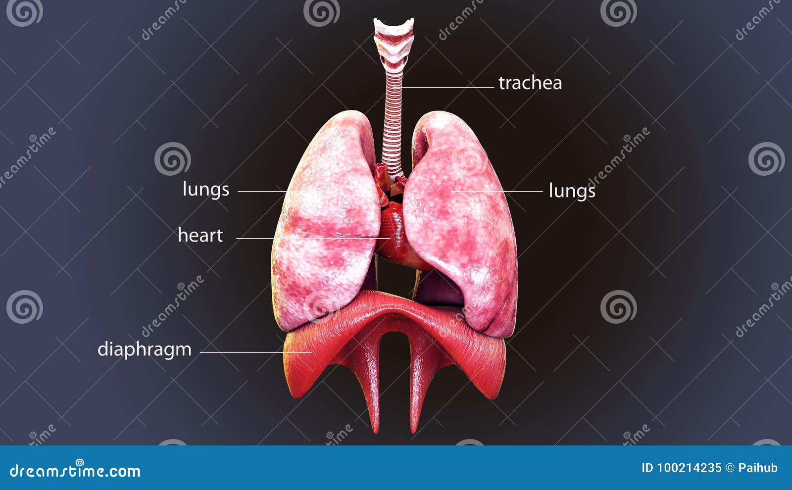3d Illustration Of Human Body Lungs Anatomy Royalty Biology Diagrams