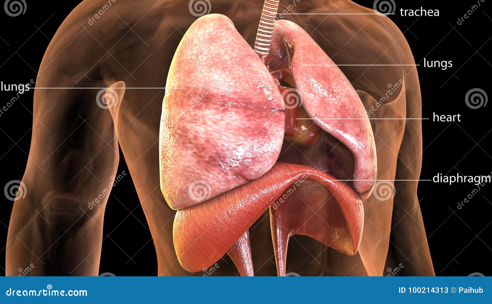 3d Illustration Of Human Body Lungs Anatomy Royalty Biology Diagrams