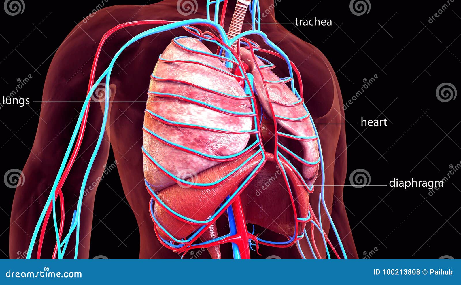 3d Illustration of Human Body Lungs Anatomy Stock Illustration ... Biology Diagrams