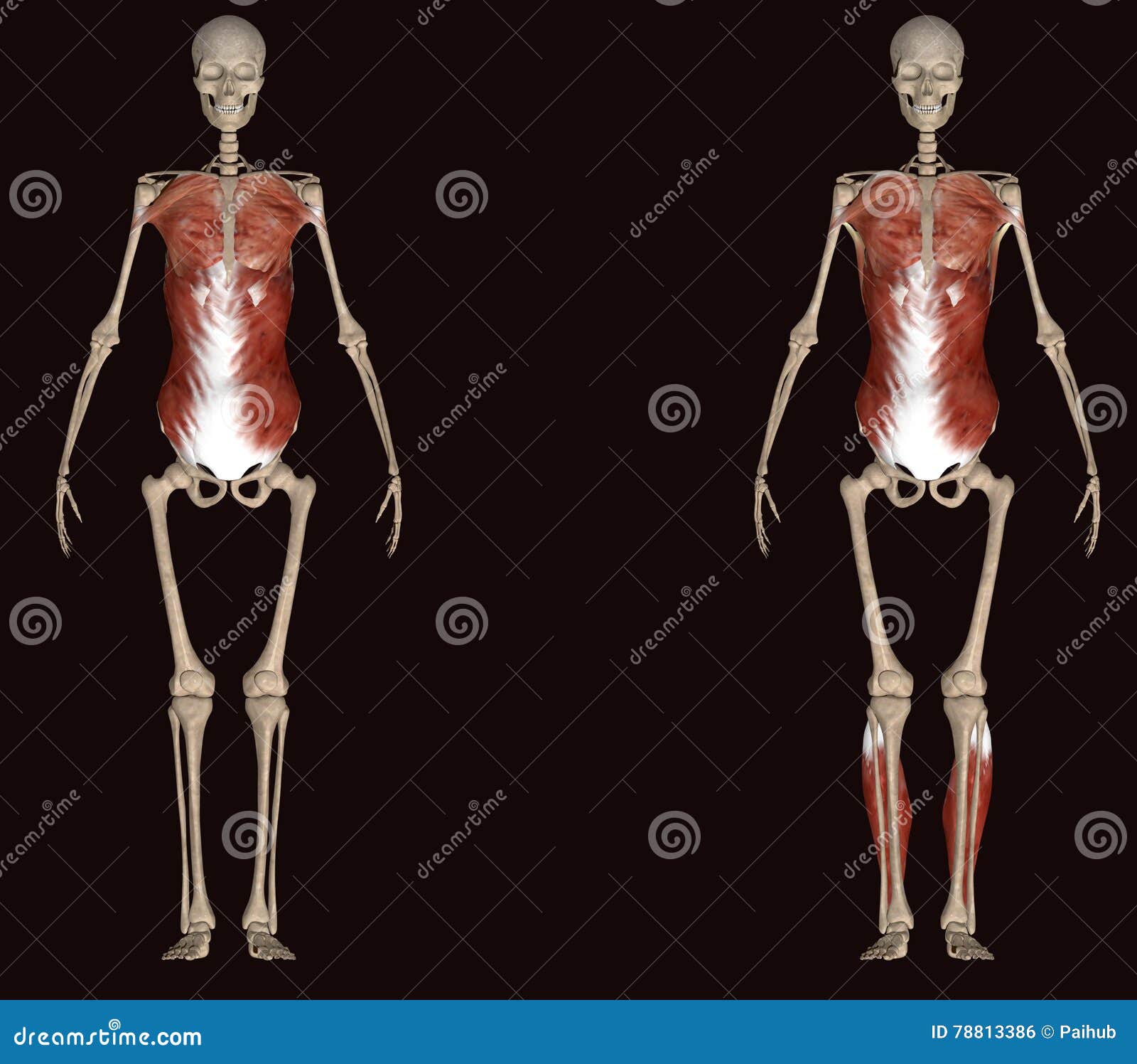 3d Illustration Of Human Body Muscles Stock Illustration - Illustration